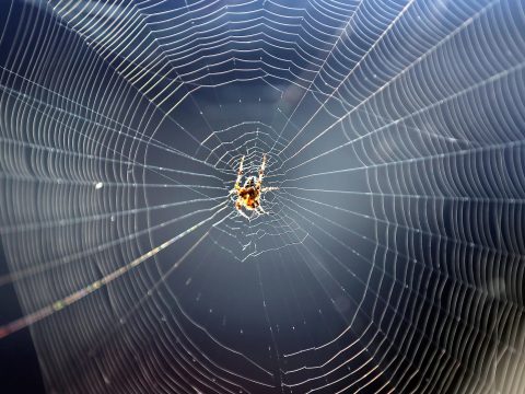 Ha több pókot lát mostanság az otthonában, az nem a véletlen műve