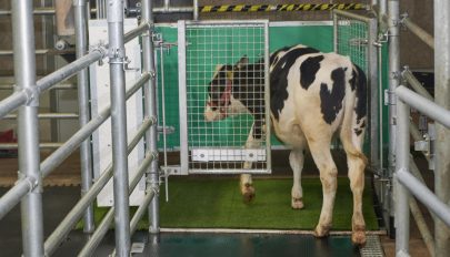 Az ammóniakibocsátás csökkentése érdekében vécéhasználatra szoktatják a szarvasmarhákat