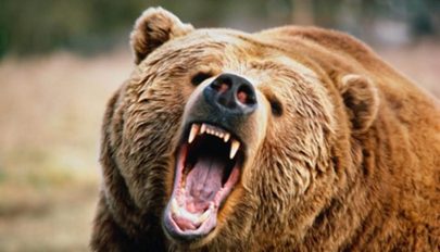 Rálőttek és megsebesítették a csendőrök és vadászok a rájuk támadó medvét Balánbányán