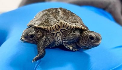 Hatlábú, kétfejű teknőst találtak az Egyesült Államokban