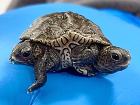 Hatlábú, kétfejű teknőst találtak az Egyesült Államokban