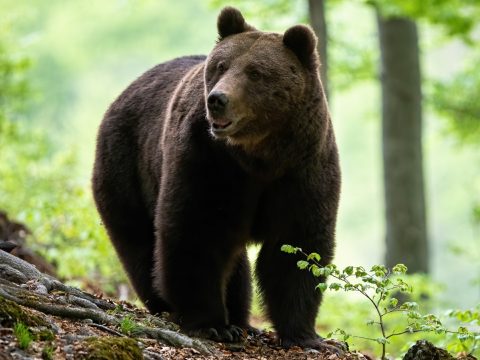 Iohannis visszaküldte a parlamentnek a veszélyes medvék eltávolítását lehetővé tevő törvényt