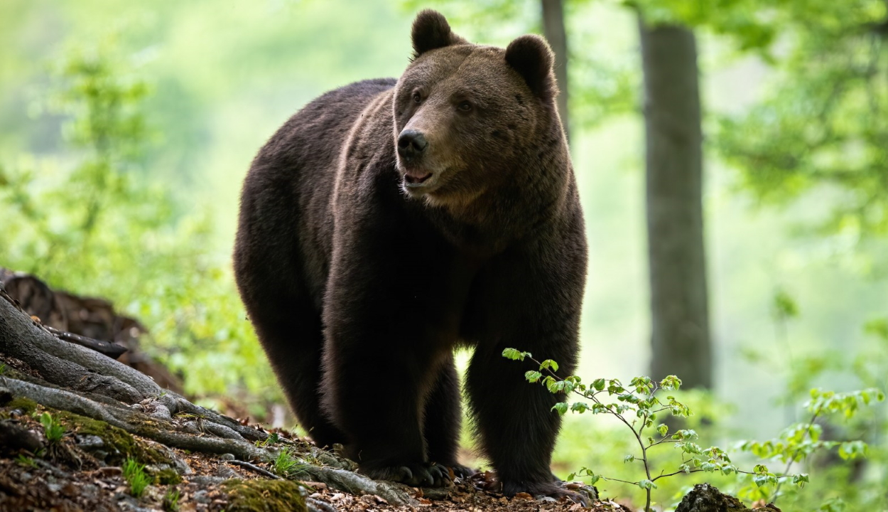 Tánczos: az elmúlt egy évben több mint 200 medvék elleni beavatkozás történt
