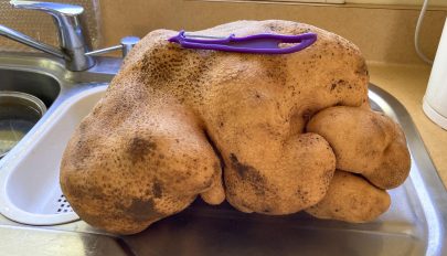 Megtalálhatták a világ legnagyobb krumpliját