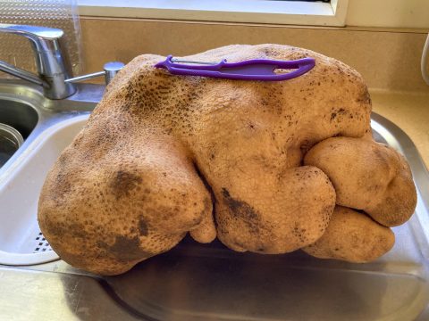 Megtalálhatták a világ legnagyobb krumpliját