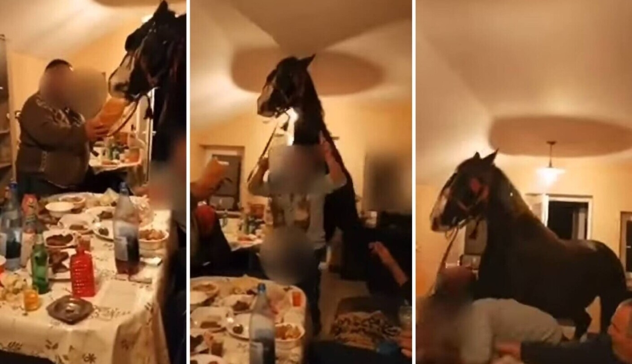 Lóval a lakásban mulatoztak