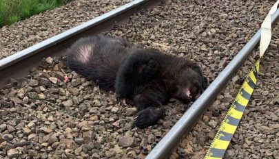 Elgázolt a vonat egy medvét a sepsibükszádi állomás közelében