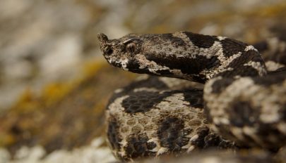 Vipera mart meg egy férfit a Királykő-hegységben