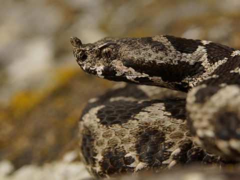 Vipera mart meg egy férfit a Királykő-hegységben