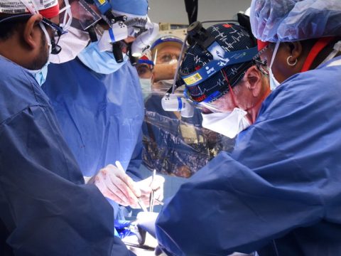 Német tudósok génmódosított sertések szívét használnák szervdonorként