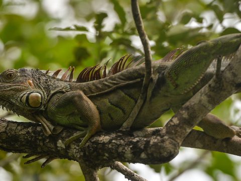 Leguánok potyognak az égből Floridában