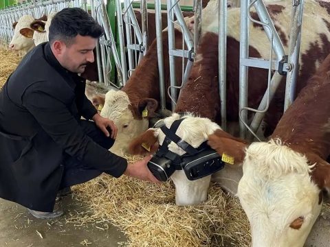 Virtuális zöld legelők ösztönzik bőségesebb tejtermelésre a teheneket egy törökországi farmon