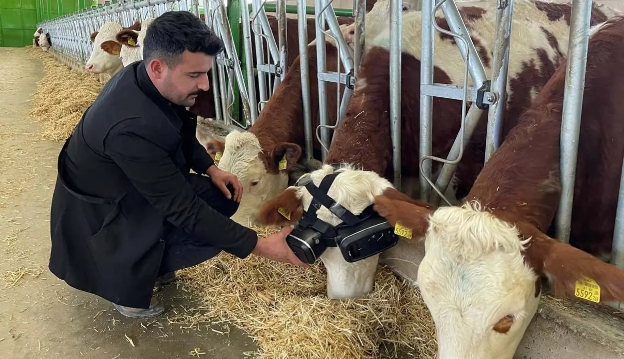 Virtuális zöld legelők ösztönzik bőségesebb tejtermelésre a teheneket egy törökországi farmon