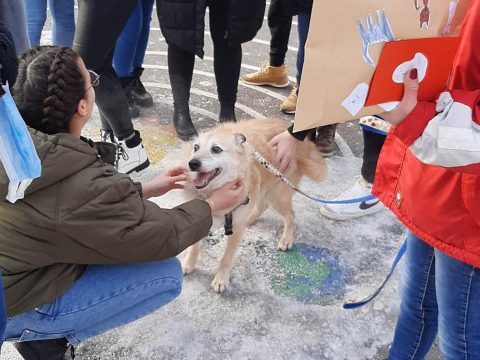 Kutyák az óvodába, iskolába