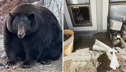 Több mint 200 kilogrammos, házakba betörő medvét keresnek Kaliforniában