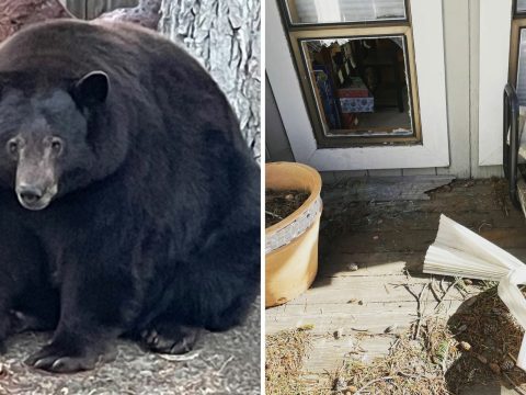Több mint 200 kilogrammos, házakba betörő medvét keresnek Kaliforniában