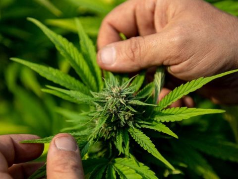 Kannabiszültetvényre fordította az uniós támogatást egy Bihar megyei gazdálkodó