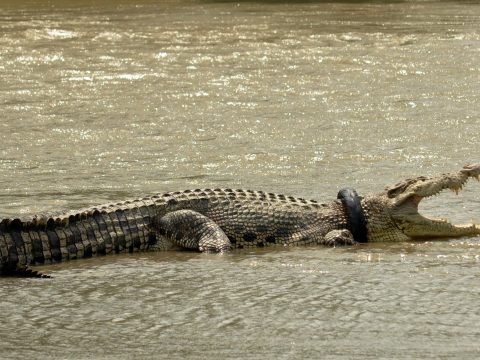 Hat év után szabadítottak meg a nyakára szorult gumiabroncstól egy indonéziai krokodilt