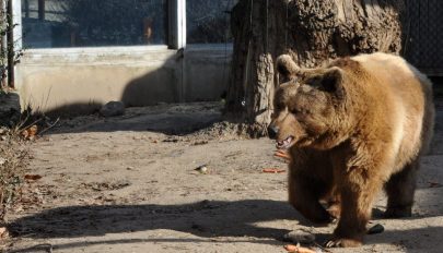 Gyertyaszentelő Boldogasszony: ma jósolja meg a medve, hogy jön-e a tavasz