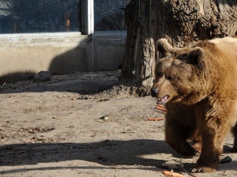 Gyertyaszentelő Boldogasszony: ma jósolja meg a medve, hogy jön-e a tavasz