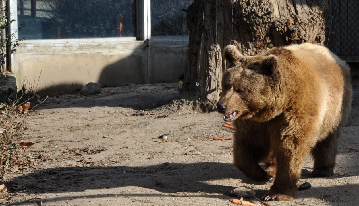 Újból megszavazta a parlament: a veszélyes medvéket azonnal el lehet távolítani településen kívül is