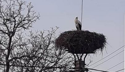 Megjött az első gólya