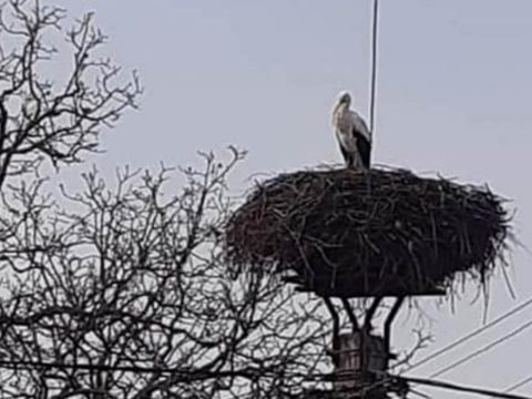 Megjött az első gólya