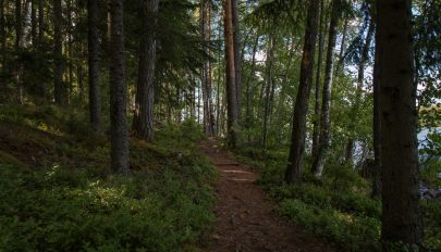 Százmillió eurós erdőfelújítási programot hagyott jóvá Románia számára az Európai Bizottság