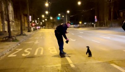 Pingvint találtak a rendőrök Budapest utcáin