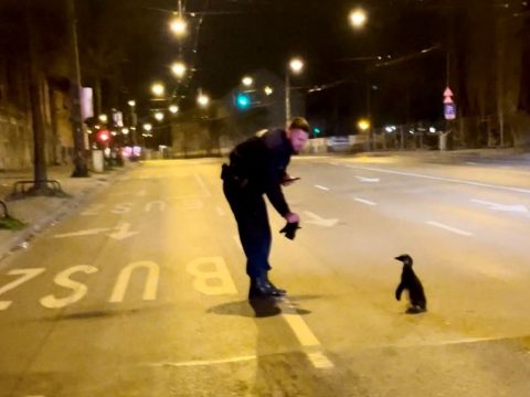 Pingvint találtak a rendőrök Budapest utcáin