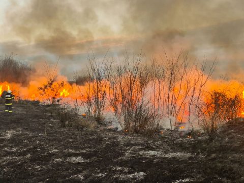 200 juh és 245 bárány pusztult el egy tartlótűzben Fehér megyében