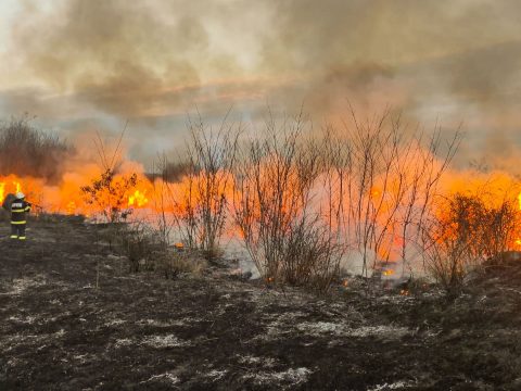 200 juh és 245 bárány pusztult el egy tartlótűzben Fehér megyében