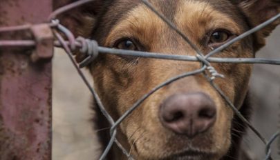 Kihirdette az államfő az állatkínzásért járó büntetéseket súlyosbító törvényt