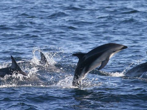 Hadrendbe állhattak az orosz harci delfinek