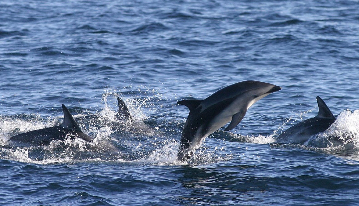 Hadrendbe állhattak az orosz harci delfinek