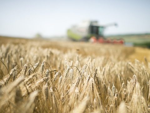 Huszönötmillió tonna gabona ragadt Ukrajnában