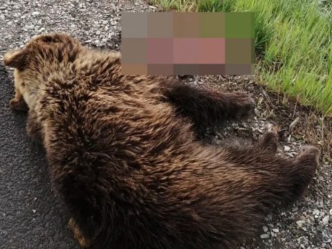 Elütöttek egy medvét Szeben megyében, a sofőr elhagyta a helyszínt