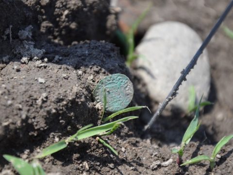 Több mint 400 késő középkori ezüstpénzt találtak Temes megyében