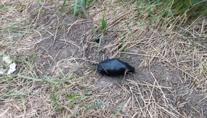 Gránátot talált az árokban, magával vitte a kocsmába