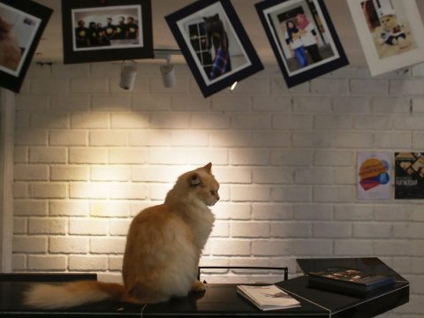 „Szobafogságra” ítélték a macskákat egy német városban