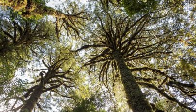 Csaknem 5500 éves lehet a világ legöregebb fája
