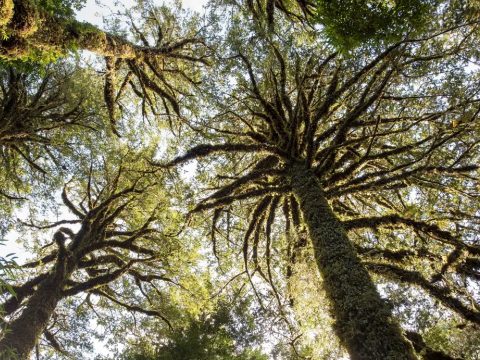 Csaknem 5500 éves lehet a világ legöregebb fája