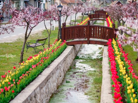 Kalotaszentkirály 58 ezer nyíló tulipánnal csalogatja a turistákat