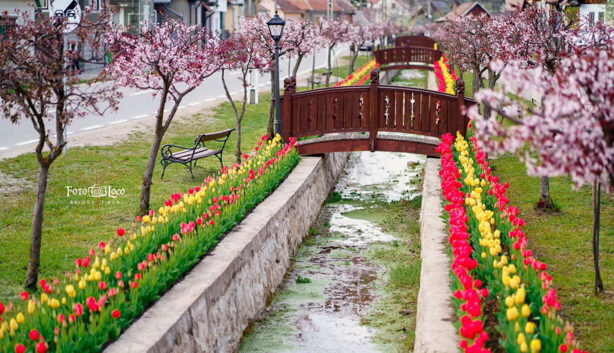 Kalotaszentkirály 58 ezer nyíló tulipánnal csalogatja a turistákat