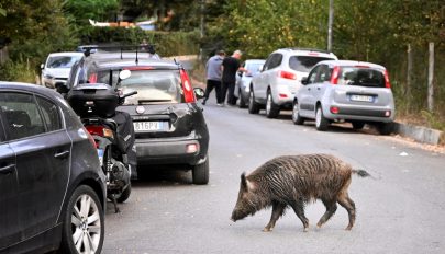 Vaddisznók miatt éjszakai kijárási korlátozást tanácsolnak Róma több lakónegyedében