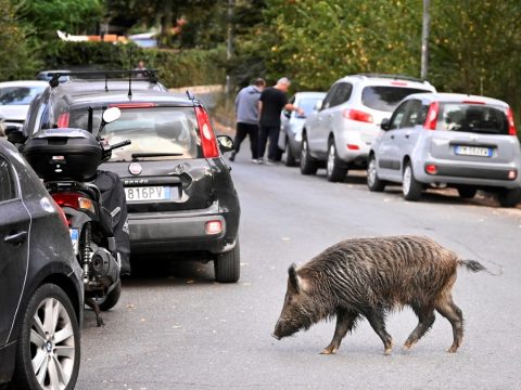 Vaddisznók miatt éjszakai kijárási korlátozást tanácsolnak Róma több lakónegyedében