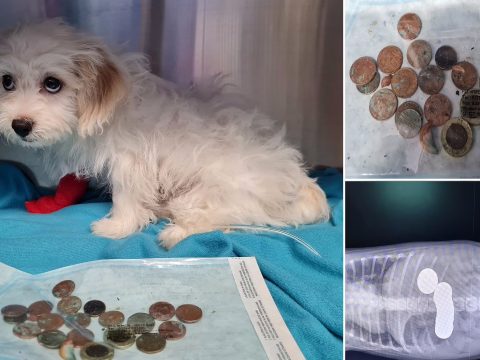 Húsz pénzérmét nyelt le gazdája pénztárcájából egy kiskutya