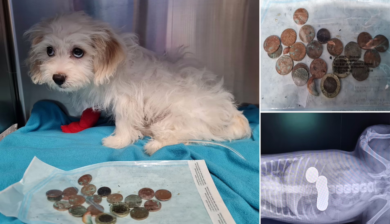 Húsz pénzérmét nyelt le gazdája pénztárcájából egy kiskutya