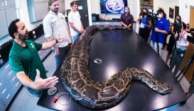 Öt és fél méteres óriáskígyót találtak Floridában