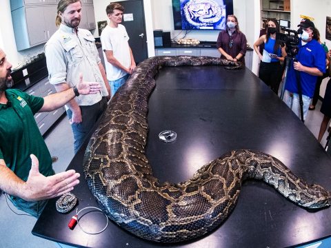 Öt és fél méteres óriáskígyót találtak Floridában